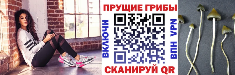 Купить  Балашов  Галлюциногенные грибы Psilocybine cubensis 
